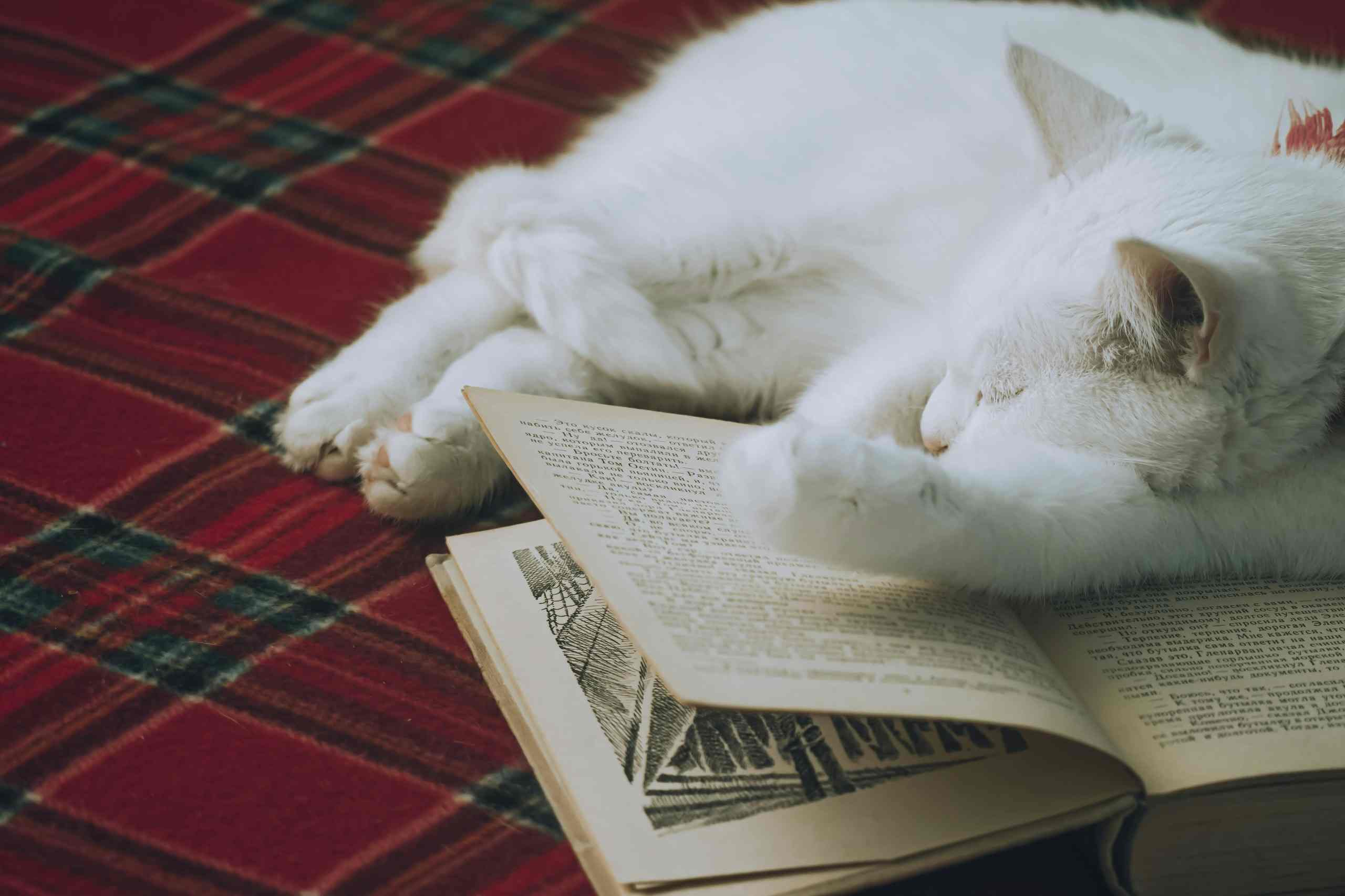 cat characters in books
